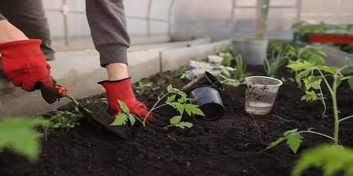 Three Vegetables To Plant In The Fall