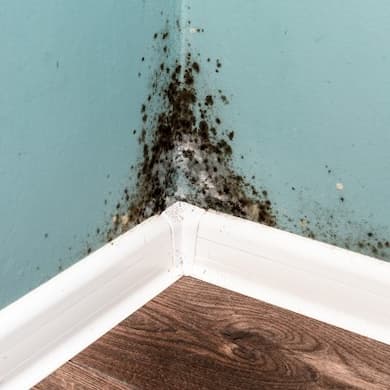 Black Mold