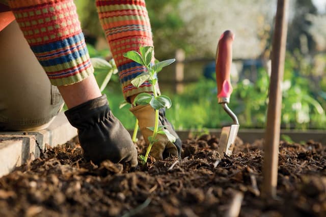 Gardening Tips