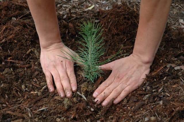 Tree planting