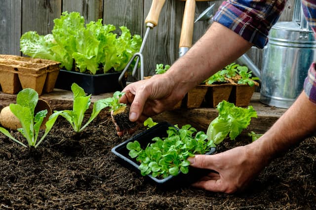 Vegetable Garden