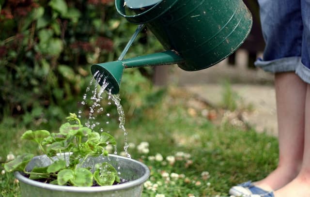 Watering Plants