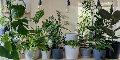 How to Use LED Grow Lights for Indoor Plants